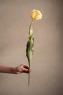 Mr Plant - Tulipan Gul, 67cm thumbnail