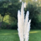 Floradekor - Tail Reed Mini, Hvit thumbnail