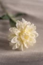 Mr Plant - Zinnia Krem, 45cm thumbnail