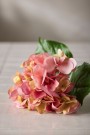 Mr Plant - Hortensia Rosa, 55cm thumbnail
