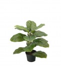 Mr Plant - Fiolfikus i potte, 40cm thumbnail