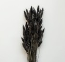 Cooee Design - Dried Flowers Lagurus Svart thumbnail