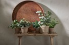 Mr Plant - Grønn Plante, 20cm thumbnail