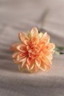 Mr Plant - Zinnia Aprikos, 45cm thumbnail