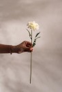 Mr Plant - Zinnia Krem, 45cm thumbnail