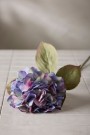 Mr Plant - Hortensia Blå/Lilla, 65cm thumbnail