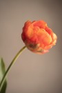 Mr Plant - Tulipan Oransje, 67cm thumbnail