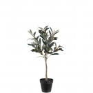 Mr Plant - Oliventre i potte, 55cm thumbnail