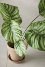 Mr Plant - Calathea i potte, 55cm thumbnail