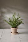 Mr Plant - Rosmarin i potte, 35cm thumbnail