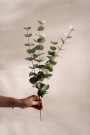 Mr Plant - Eucalyptus Grønn, 60cm thumbnail