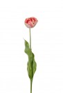 Mr Plant - Tulipan Rosa, 67cm thumbnail
