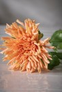 Mr Plant - Chrysanthemum Oransje, 60cm thumbnail
