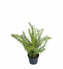 Mr Plant - Rosmarin i potte, 35cm thumbnail