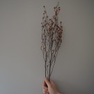 Floradekor - Stirlingia, Gammelrosa thumbnail