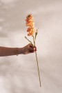 Mr Plant - Levkøy Oransje, 53cm thumbnail