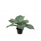 Mr Plant - Grønn Plante, 20cm thumbnail