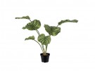 Mr Plant - Calathea i potte, 55cm thumbnail