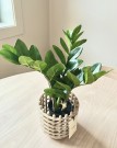 Mr Plant - Zamifolia, 45cm thumbnail