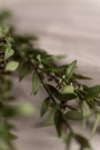 Mr Plant - Eucalyptus, 50cm thumbnail