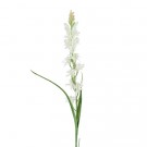Mr Plant - Tuberose, 90cm thumbnail