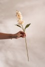 Mr Plant - Levkøy Krem, 53cm thumbnail