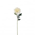 Mr Plant - Zinnia Krem, 45cm thumbnail