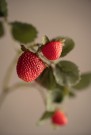 Mr Plant - Jordbærkvist, 50cm thumbnail