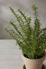 Mr Plant - Rosmarin i potte, 35cm thumbnail