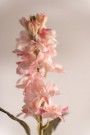 Mr Plant - Levkøy Rosa, 53cm thumbnail