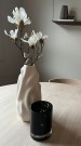 Mr Plant - Magnolia, 50cm thumbnail