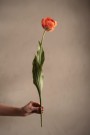 Mr Plant - Tulipan Oransje, 67cm thumbnail