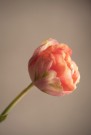 Mr Plant - Tulipan Rosa, 67cm thumbnail