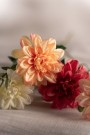 Mr Plant - Zinnia Krem, 45cm thumbnail