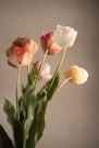 Mr Plant - Tulipan Oransje, 67cm thumbnail