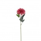 Mr Plant - Zinnia Rosa, 45cm thumbnail