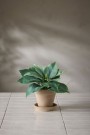 Mr Plant - Grønn Plante, 20cm thumbnail