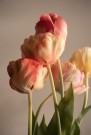 Mr Plant - Tulipan Rosa, 67cm thumbnail