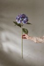 Mr Plant - Hortensia Blå/Lilla, 65cm thumbnail