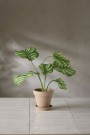 Mr Plant - Calathea i potte, 55cm thumbnail