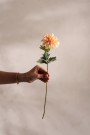 Mr Plant - Zinnia Aprikos, 45cm thumbnail