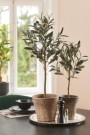 Mr Plant - Oliventre i potte, 55cm thumbnail