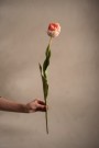 Mr Plant - Tulipan Rosa, 67cm thumbnail