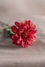 Mr Plant - Zinnia Rosa, 45cm thumbnail