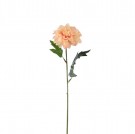 Mr Plant - Zinnia Aprikos, 45cm thumbnail