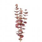 Mr Plant - Eucalyptus Burgunder, 60cm thumbnail