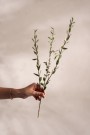 Mr Plant - Eucalyptus, 50cm thumbnail