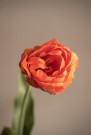 Mr Plant - Tulipan Oransje, 67cm thumbnail