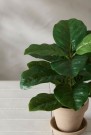 Mr Plant - Fiolfikus i potte, 40cm thumbnail