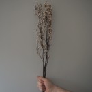 Floradekor - Stirlingia, Hvit thumbnail